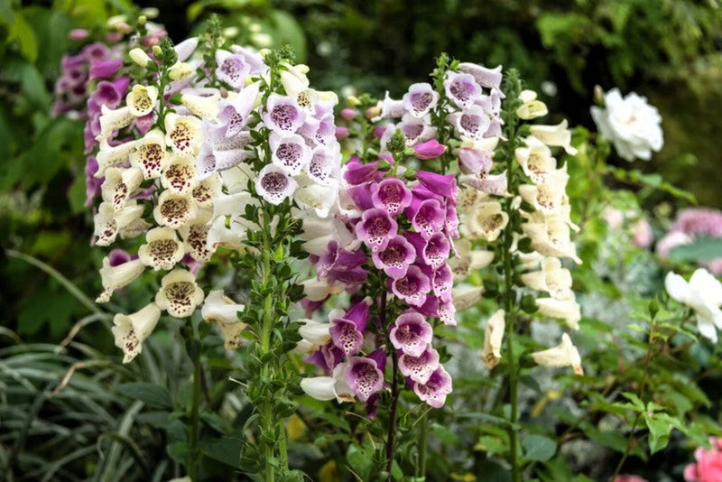 1000 DWARF FOXY MIX FOXGLOVE Digitalis Purpurea Flower Seeds Flowering Plants