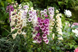 1000 DWARF FOXY MIX FOXGLOVE Digitalis Purpurea Flower Seeds Flowering Plants