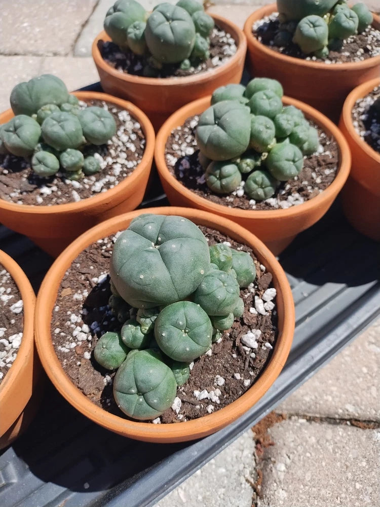 Rare Seed Grown Cactus Clusters 2.75-3.5in Diameter Green Plant