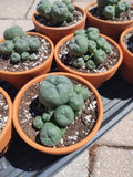Rare Seed Grown Cactus Clusters 2.75-3.5in Diameter Green Plant