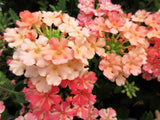 50 Dwarf APRICOT VERBENA Nana Compacta Fragrant Butterfly Flower Seeds Flowering Plants
