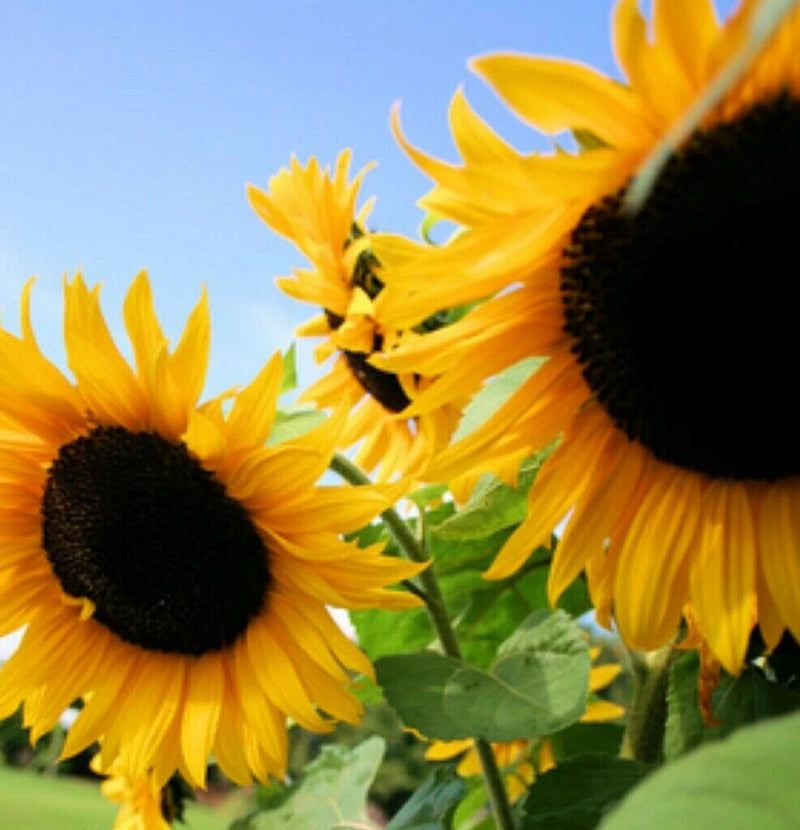 Sunflower Seeds Huge Black Oil Mammoth Flowers Sun Flower Seed For Planting 2025 Flowering Plants