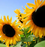 Sunflower Seeds Huge Black Oil Mammoth Flowers Sun Flower Seed For Planting 2025 Flowering Plants