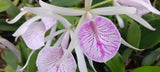 Orchid Cattleya Bc Morning Glory Mad Happenings 4" pot Orchids
