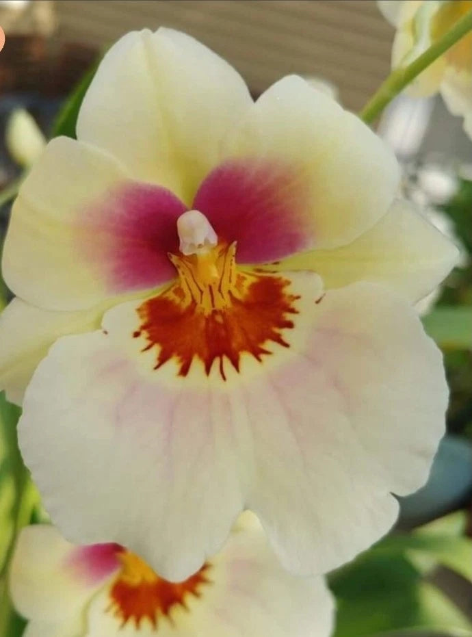 Miltoniopsis Arthur Cobbledick 'Springtime' HCC/AOS. LARGE Blooming size orchid Orchids