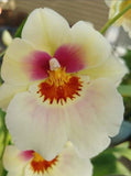 Miltoniopsis Arthur Cobbledick 'Springtime' HCC/AOS. LARGE Blooming size orchid Orchids