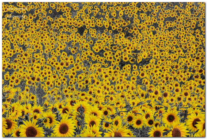 30" x 20" sunflower field canvas print, dense yellow blooms with dark centers