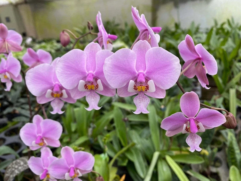 Pink Phalaenopsis orchid with multiple butterfly-like blooms on stems