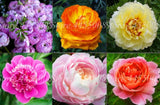 20 SEEDS for MIXED COLORS PEONIES rare blossom pink red exotic plant USA Seller Flowering Plants