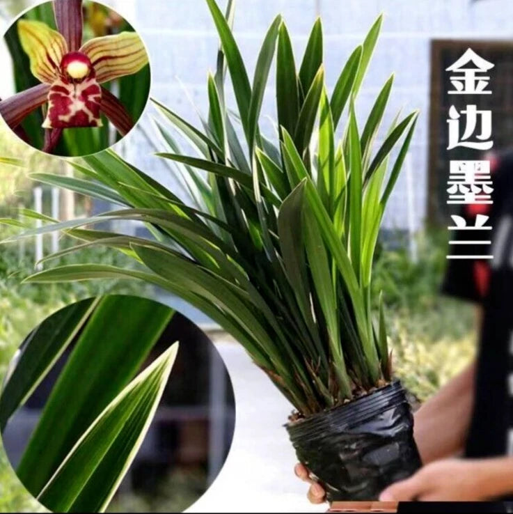 Phnom Penh Beauty Chinese orchid plant in black pot with long green leaves