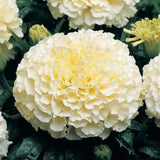 Moonlight Marigold Seeds | Large Double Flowers | Heirloom / Non-GMO | 1192 Flowering Plants