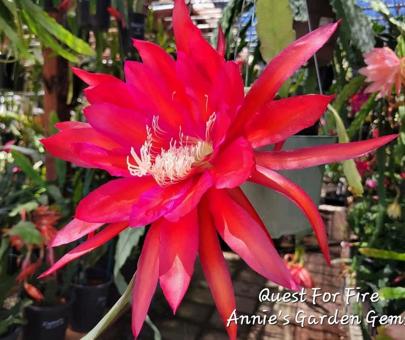 Red orchid cactus bloom in a small 4-inch pot with green stems and buds