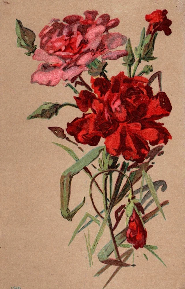 Postcard Carnations Flowers Posted 1908 Carnation