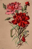 Postcard Carnations Flowers Posted 1908 Carnation
