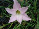 Rain Lily, Habranthus Robustus 'Russell Manning', 4 bulbs, RARE, zephyranthes Flowering Plants