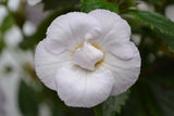 Pretty  Imported  Achimenes White Flower Bulbs Pack of 2 bulbs Ranunculus