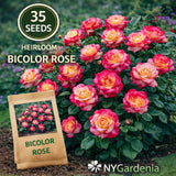 35 Bicolor Rose Seeds Heirloom Garden Flower Bush Easy Grow Flowering Plants