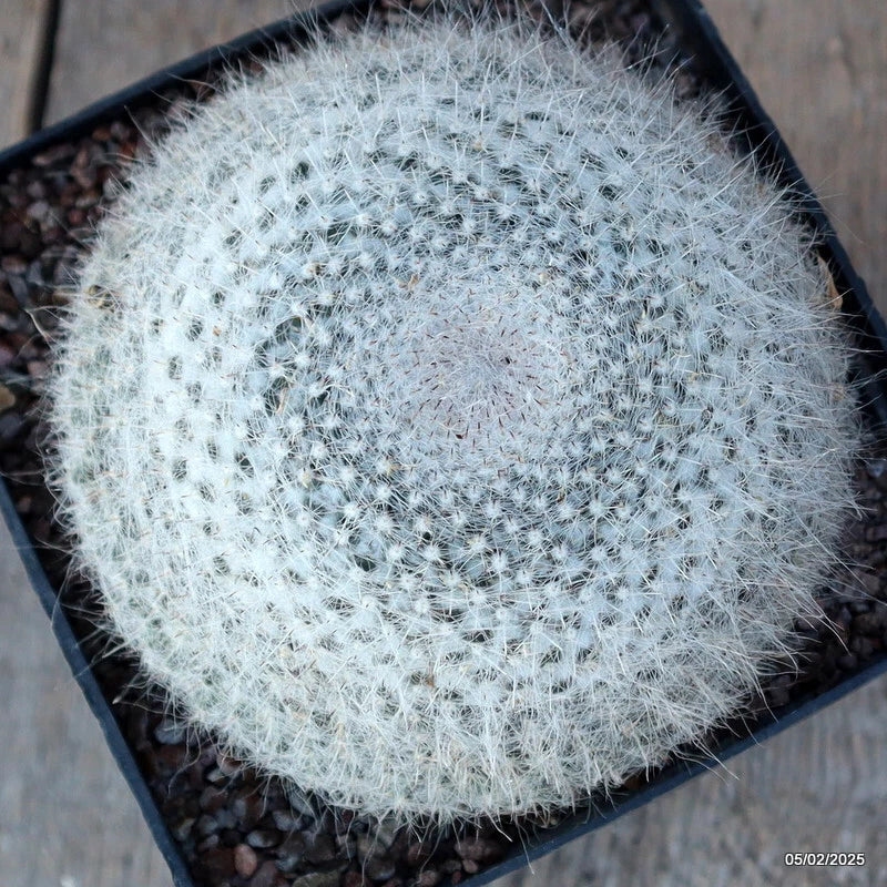 Potted cactus plant with round, silvery spines in a dark plastic pot