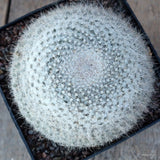 A9622 MAMMILLARIA HANIANA pot14-H10-W13 cm MaMa Cactus Green Plant