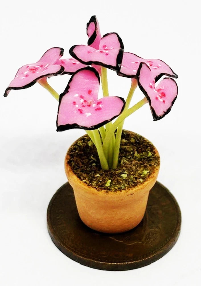 Dolls House Pink Beauty Plant In A Pot Garden Single Flower 1:12 Scale P5 tumdee Flowering Plants