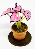 Dolls House Pink Beauty Plant In A Pot Garden Single Flower 1:12 Scale P5 tumdee Flowering Plants