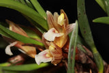 NICE SIZED SPECIMEN | Maxillaria uncata, not currently in spike/bloom Orchids