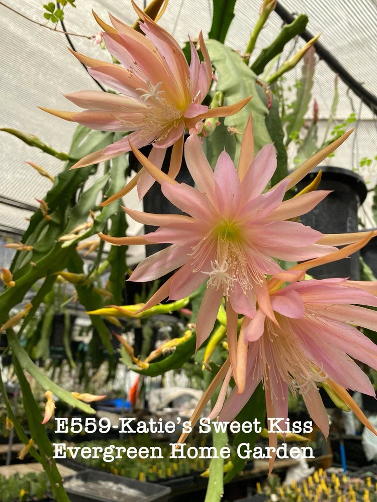 Pink Epiphyllum orchid cactus with star-shaped blooms in a black starter pot
