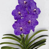 Orchid - Vanda Somsri Glory Blue - Live Plant Orchids