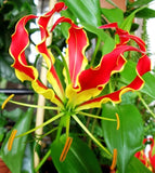 Gloriosa Superba Glory Vine 10 Seeds, Climbing Flame Lily Exceptional Beauty Flowering Plants