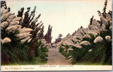 Pampas Grass Fresno Calif Postcard C H Riege Co Made in Germany Vintage Unposted Pampas Grass