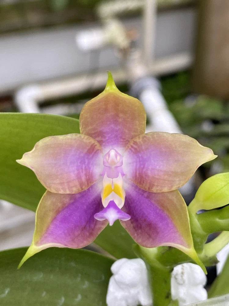 Original Phal Phalaenopsis Mituo Princess x Mainshow Magic-FRAGRANT Orchids