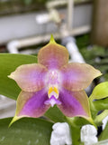 Original Phal Phalaenopsis Mituo Princess x Mainshow Magic-FRAGRANT Orchids