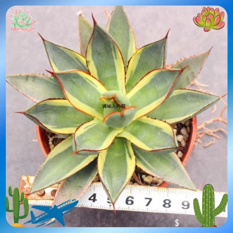 Agave Burnt Burgundy variegated Agavaceae Succulents Home Garden 8-10CM Garden Plants