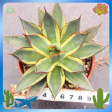 Agave Burnt Burgundy variegated Agavaceae Succulents Home Garden 8-10CM Garden Plants