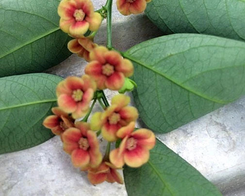 Sauropus androgynus | Sweet Leaf | Sweetleaf Bush | Katuk | 20_Seeds Garden Plants