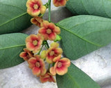 Sauropus androgynus | Sweet Leaf | Sweetleaf Bush | Katuk | 20_Seeds Garden Plants