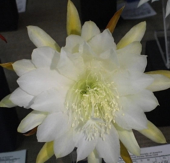 White orchid cactus flower with pale yellow-green buds and dangling stamens