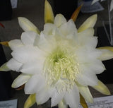 Epiphyllum, Orchid Cactus, " LUNAR LIOGHTS ", Don's Quart pots MAR/3 Orchids