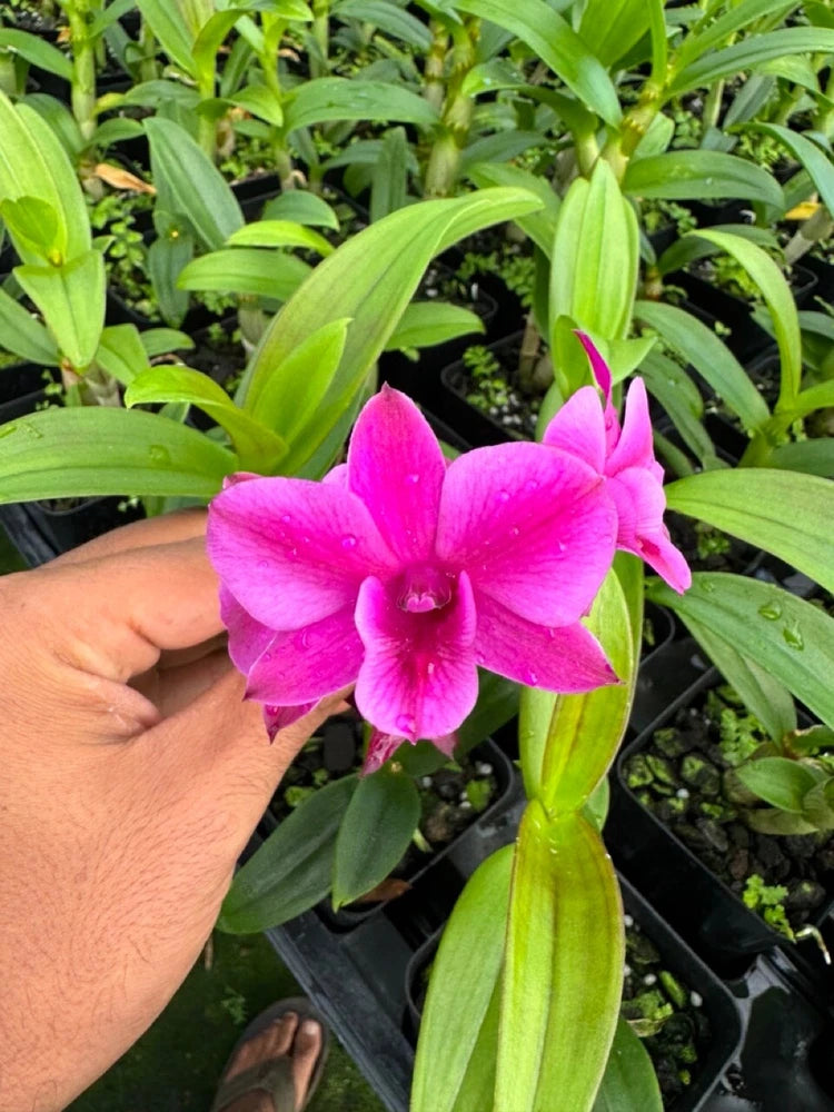 Magenta Dendrobium orchid in black 4-in pot with glossy green leaves