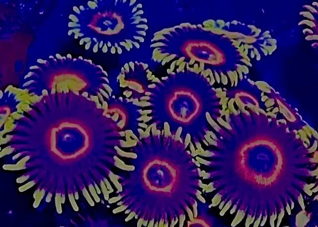 Purple Hearts Zoanthids Ultra Live Coral Anemone