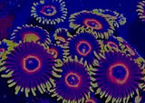 Purple Hearts Zoanthids Ultra Live Coral Anemone