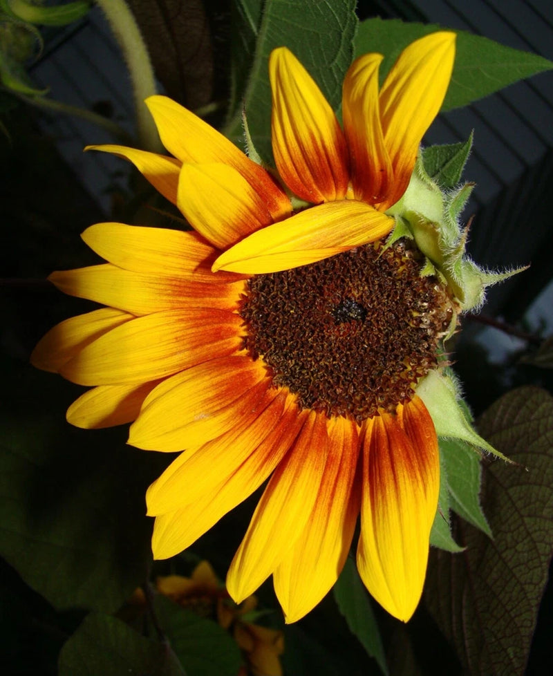 Sunflower poster with close-up yellow petals and dark orange-brown center