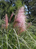 Live PINK PAMPAS Grass Plant / CORTADERIA Selloana - [Pint Pot] Pampas Grass