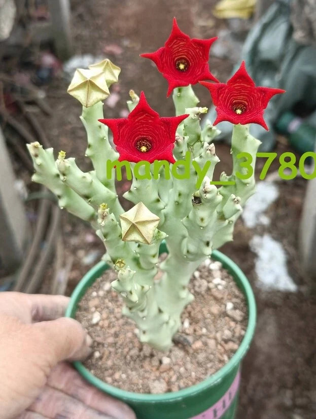 Potted succulent plant with small red star-shaped flowers and pale green stems
