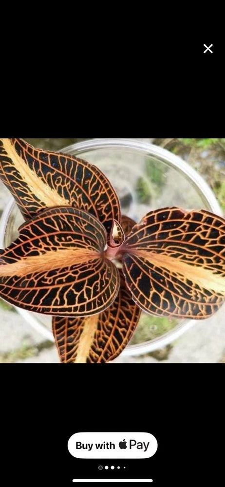 Jewel orchid plant with dark bronze leaves and gold vein pattern in a clear pot