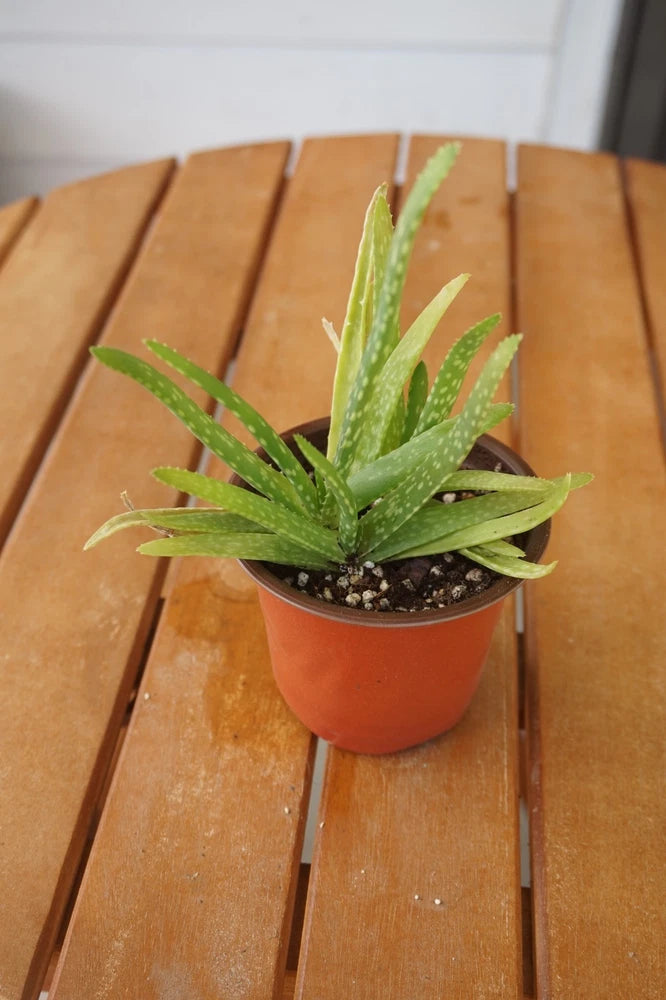 Small aloe vera plant in terracotta pot with spiky green leaves