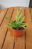Aloe vera; 4Ó plant; Bare-Root Shipping Orchids
