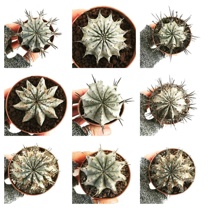 Euphorbia horrida - African Spiny Euphorbia | Blue-green Medusa Plant Green Plant