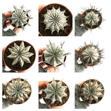 Euphorbia horrida - African Spiny Euphorbia | Blue-green Medusa Plant Green Plant