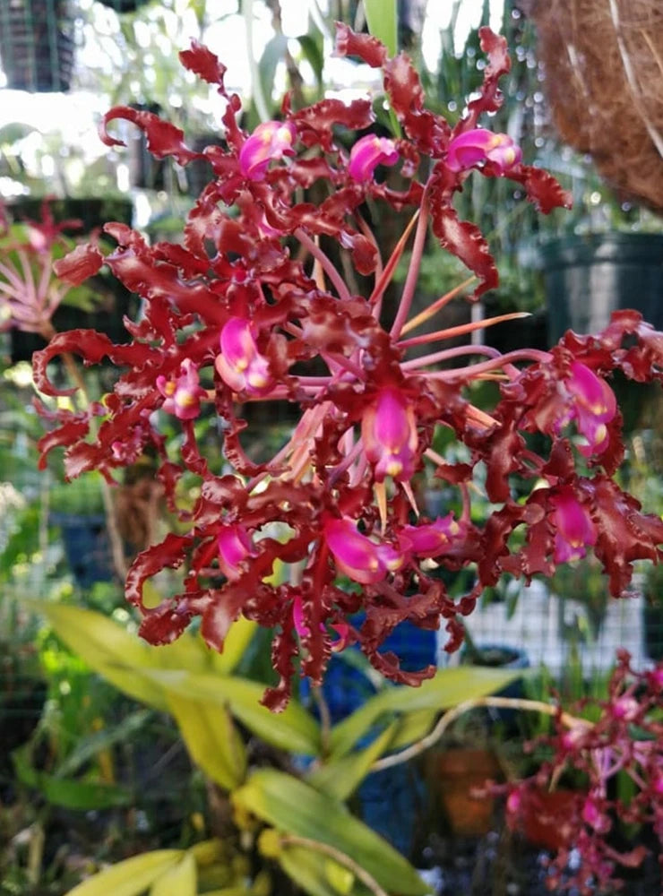 Live rare orchid plant with red and pink dangling blooms